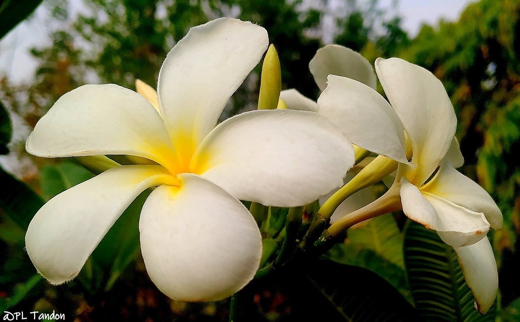 White Frangipani White Frangipani (Plumeria rubra) P. L. Tandon