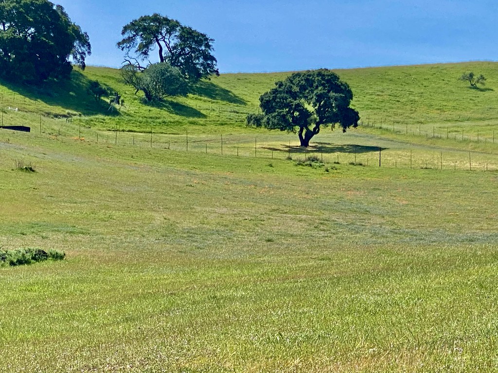 IMG_9806 sycamore Grove ib Spring Michael White Flickr