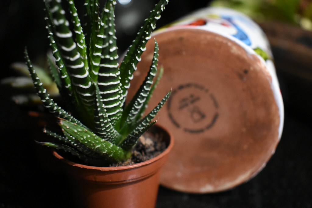 DSC_8610 Michael Varnum Flickr