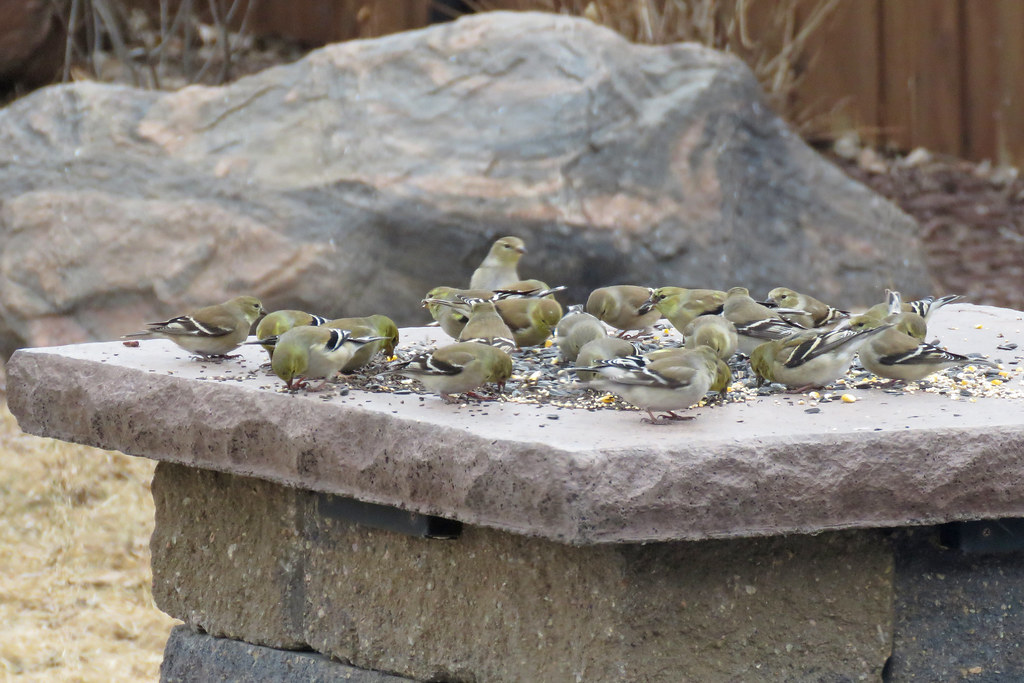 American Goldfinches 3522 Douglas County South Dakota Kelly Preheim Flickr