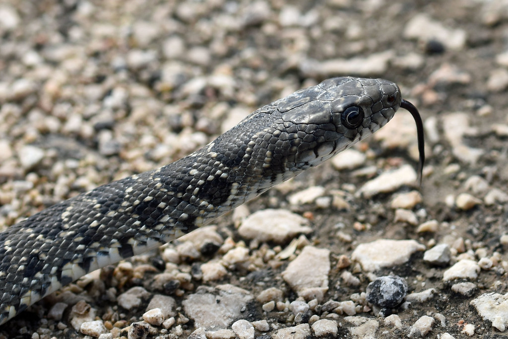Horseshoe Whip Snake (Hemorrhois hippocrepis) Photographed… Flickr