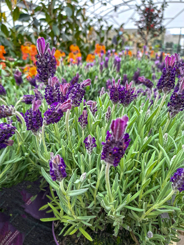 Spring flowers Lynda Davey Flickr