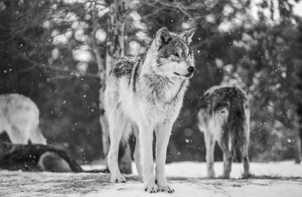 Beautiful Grey Wolves Photos! West Yellowstone Gray Wolves Sony A1 Fine