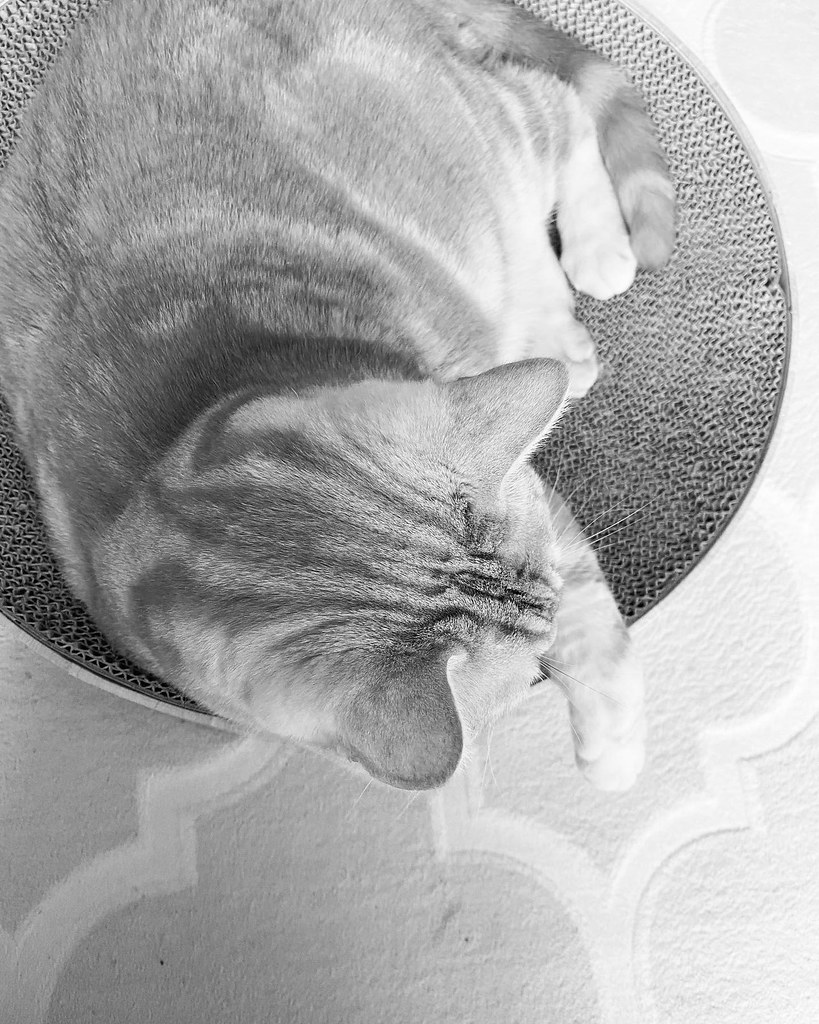 Zen cat View on Instagram instagr.am/p/Cb9DaHWJz1c/ Sanzou Gajumaru