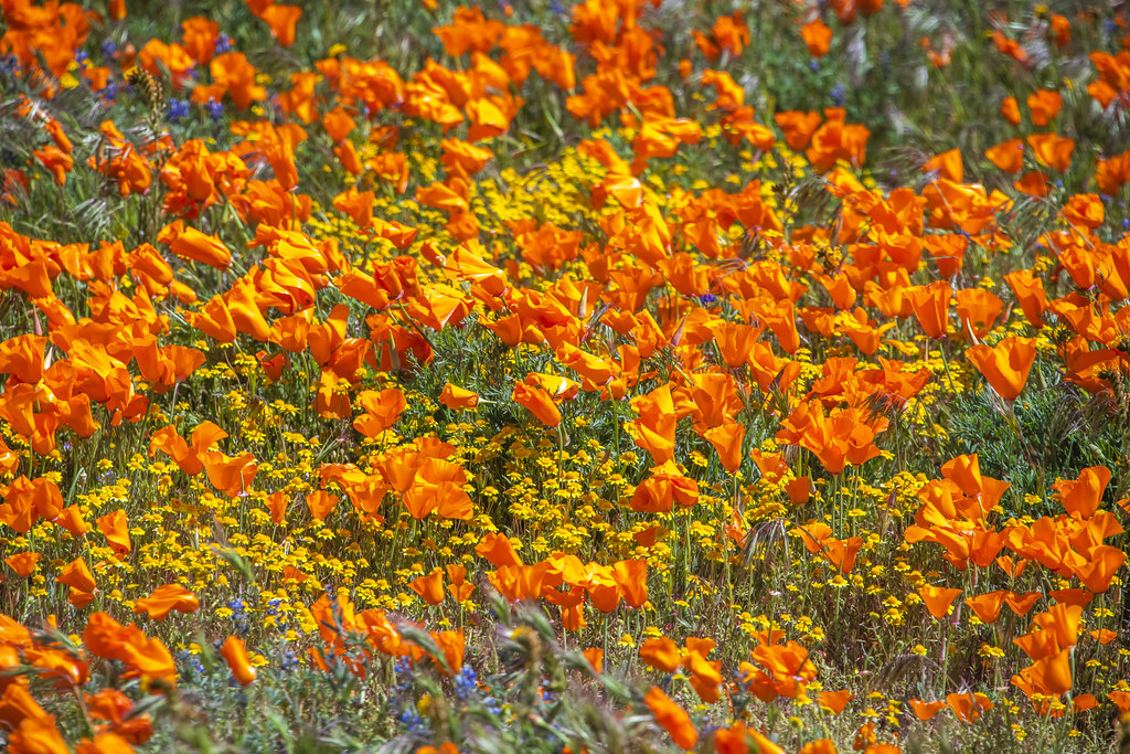 Poppy Reserve Lancaster California Wildflower Superbloom Mojave Desert