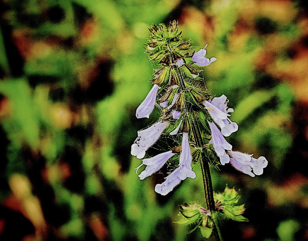 “Lyreleaf Sage (‘Salvia lyrata’)” 4/5/2022 Saluda Riverwa… Flickr