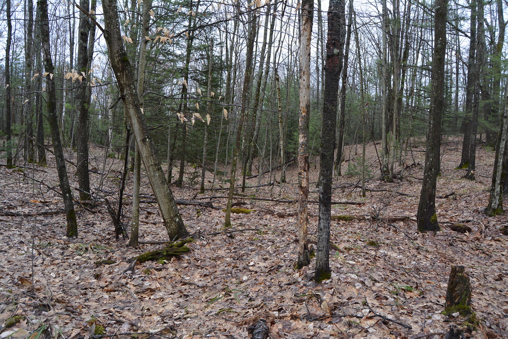 Laurens Pines 4 Rick Wengert Flickr