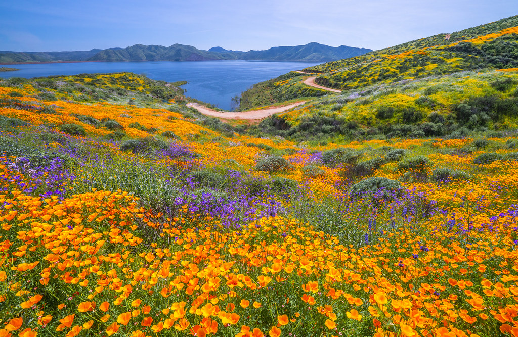Diamond Valley Marina Lake Hemet Wild Flower Trail Superbl… Flickr
