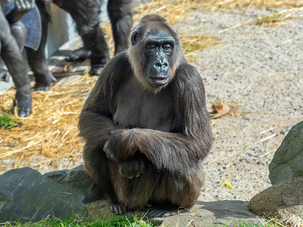 western lowland gorillabelfast zoo Flickr