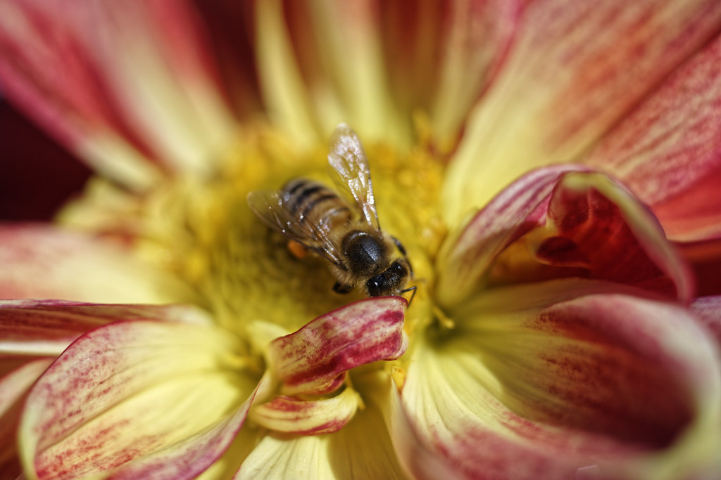 Please, don't send me away! Lisa Rubino Flickr