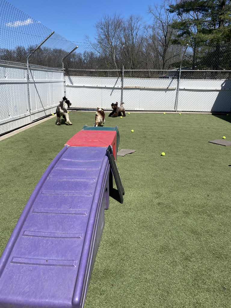 Untitled Holiday House Pet Resort and Training Center Flickr