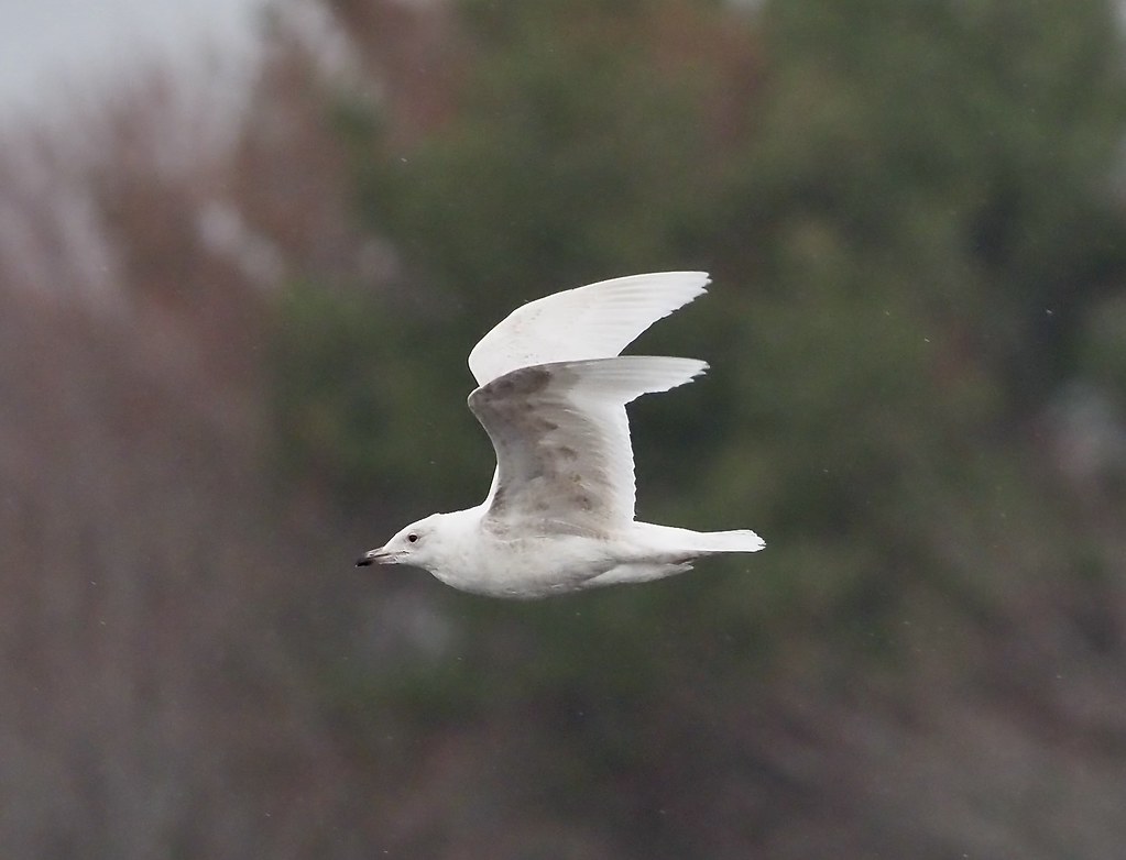 Iceland Gull Eel Pond, NH Jim Sparrell Flickr