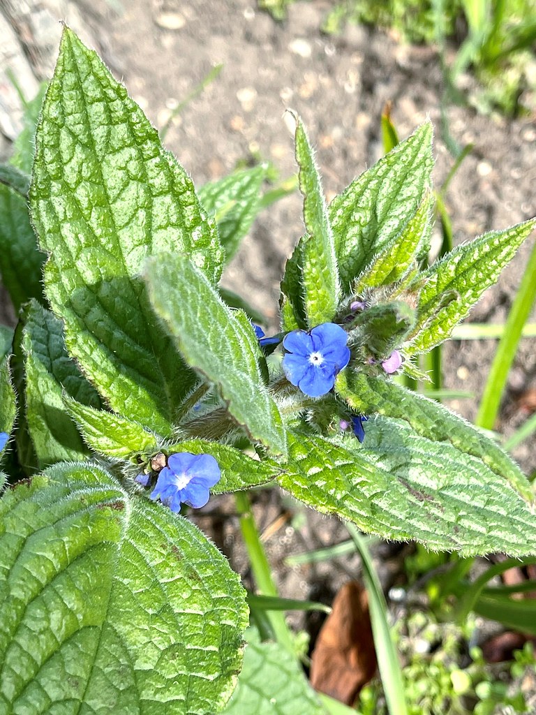 Green flowers in Rickmansworth, Herts. UK 2022. Flickr