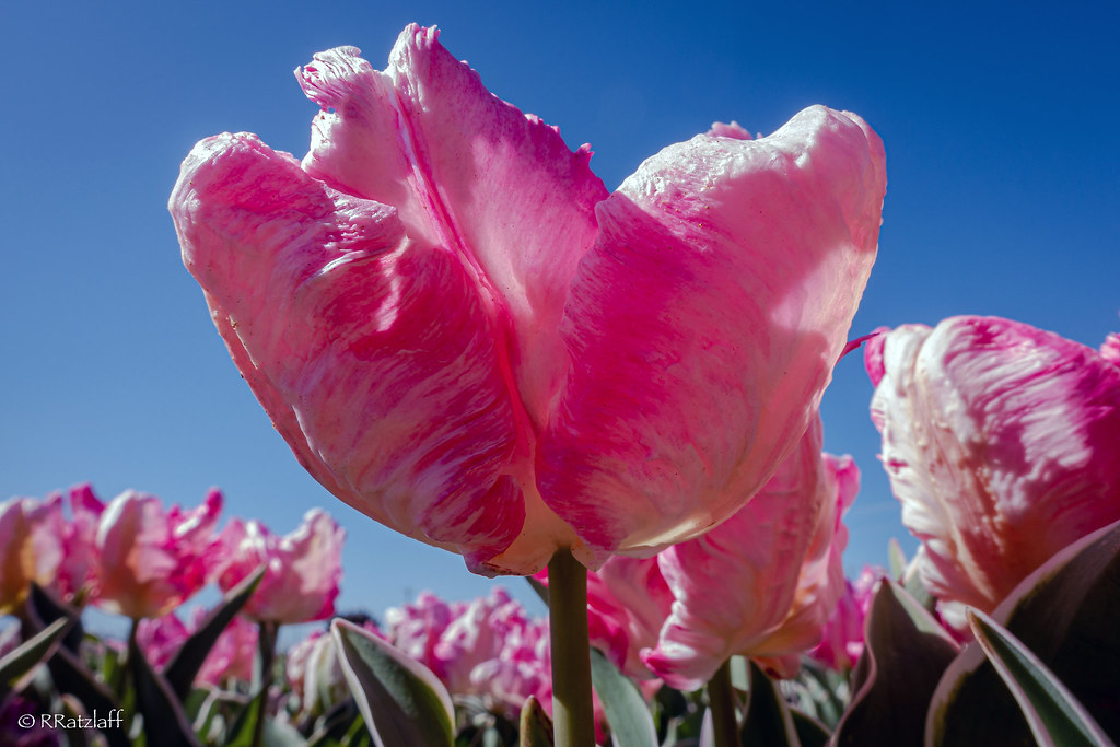 Tulips Texas Tulips Randy Ratzlaff Flickr