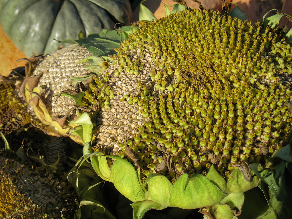 Guelph Farmers' Market harvest Sunflower I'm sorting old … Flickr