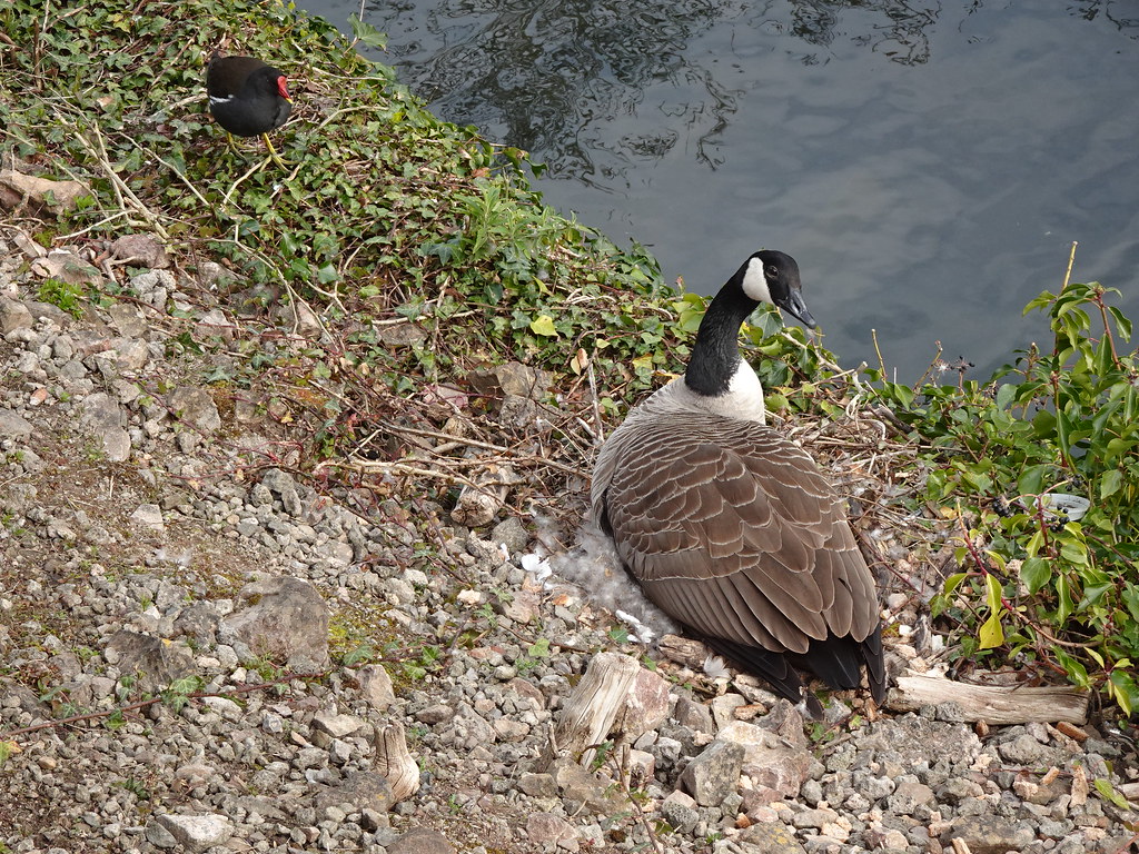 Canada Goose Number 1 Wife & Moorhen, Retail Park, Cwmbran… Flickr