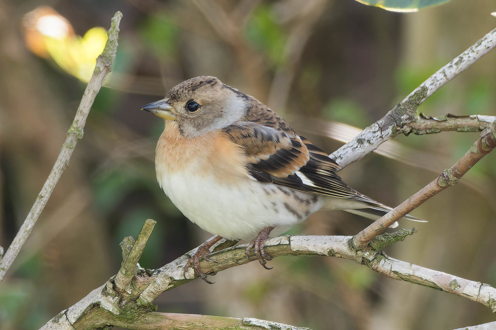 Brambling Female, Beach Road, Preesall, 10th April 2022 Paul Slade