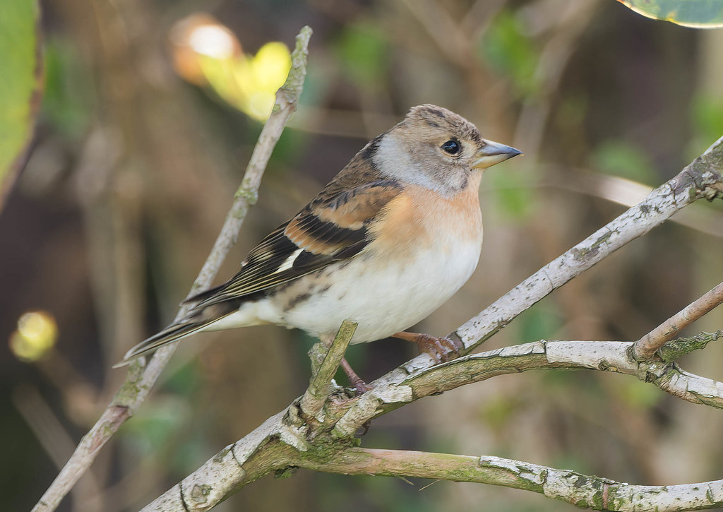 Brambling Female, Beach Road, Preesall, 10th April 2022 Paul Slade