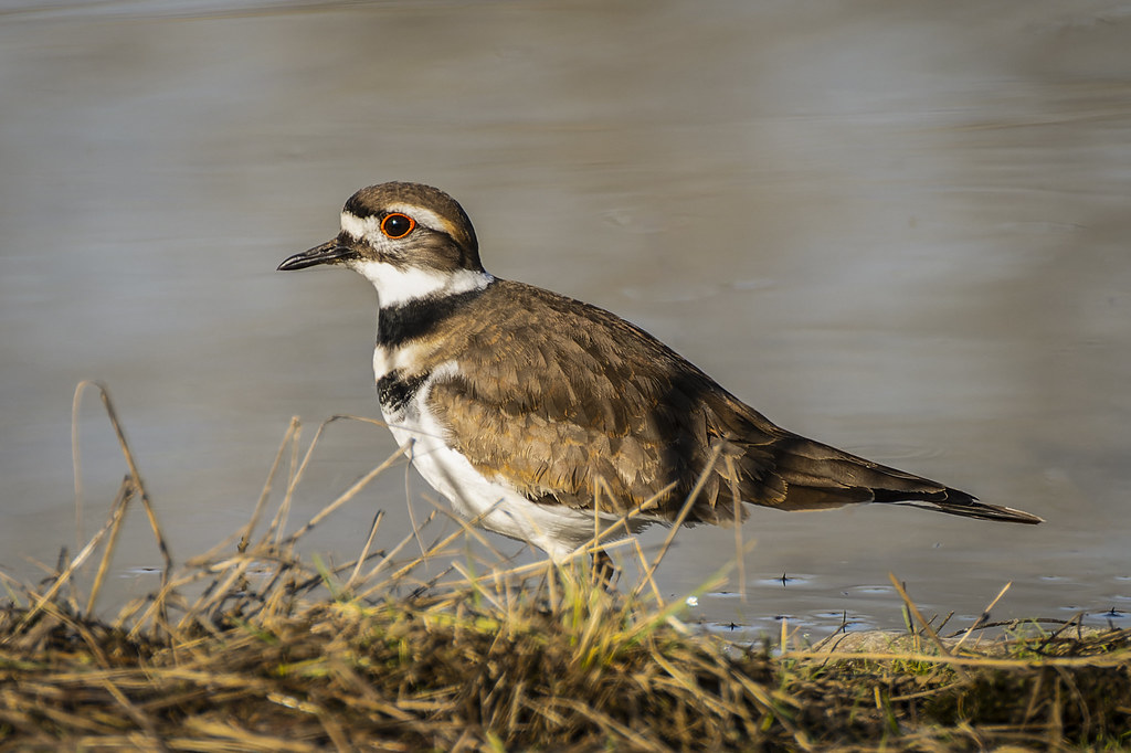 Killdeer Redmond, WA Jim Kraft Flickr