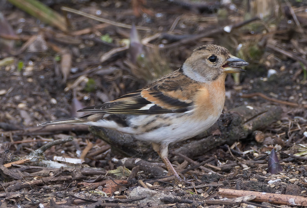 Brambling Female, Beach Road, Preesall, 10th April 2022 Paul Slade
