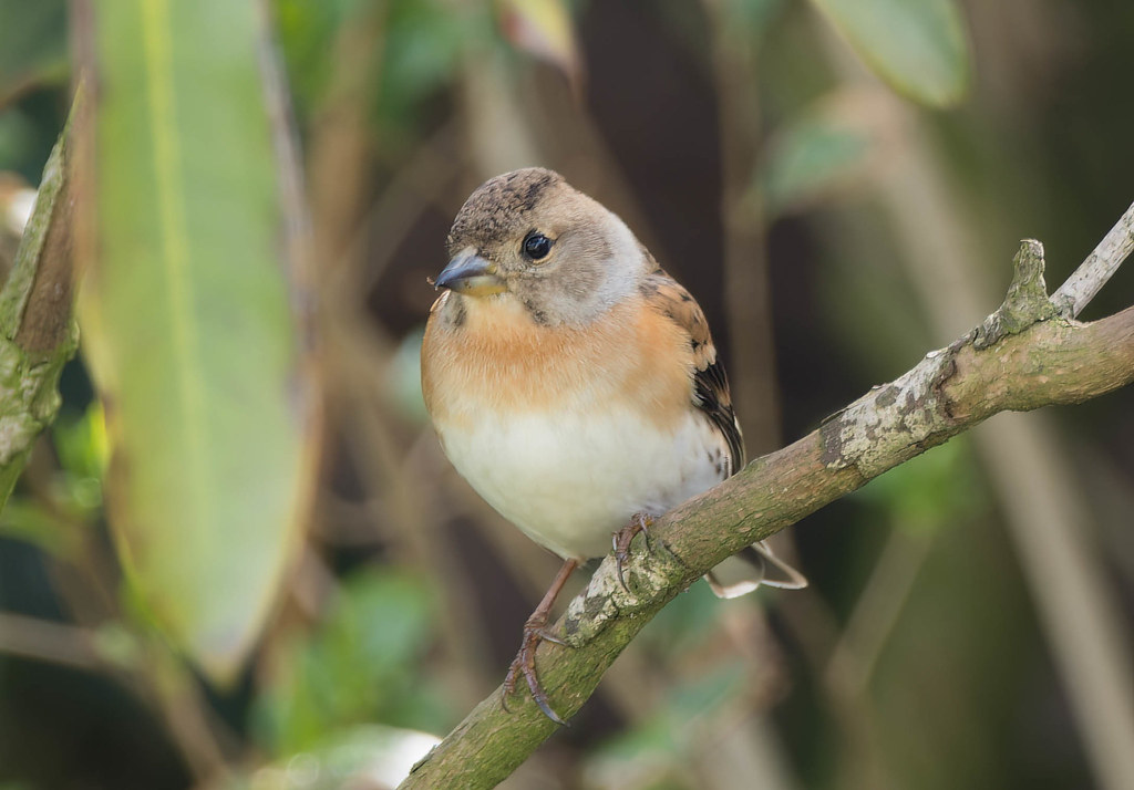 Brambling Female, Beach Road, Preesall, 10th April 2022 Paul Slade