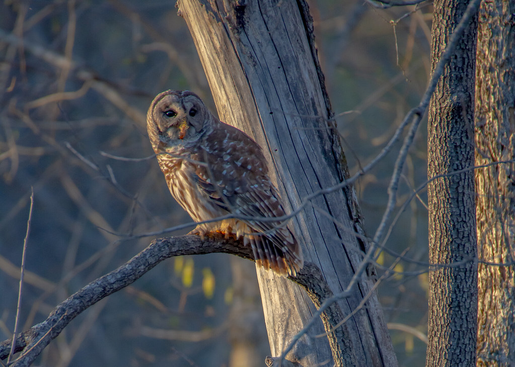 Barred Owl Eating Barred Owl Eating timvermicon Flickr