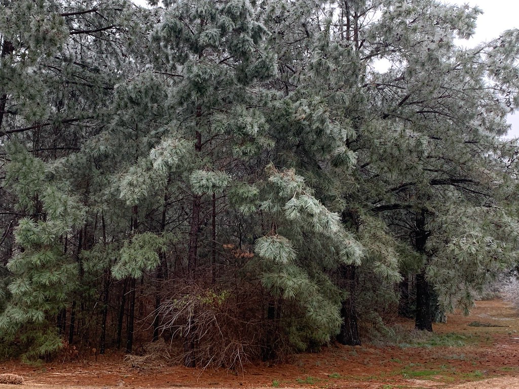 11 April2022 Phone photos A W Flickr