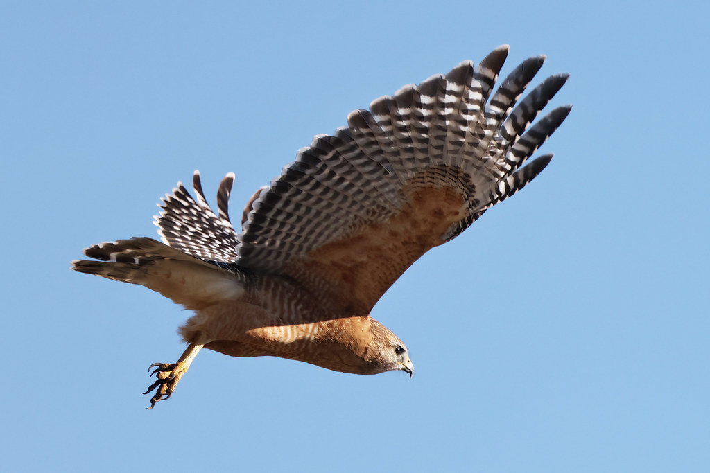 Redshouldered Hawk Hornsby Bend Bird Observatory in Austi… Flickr