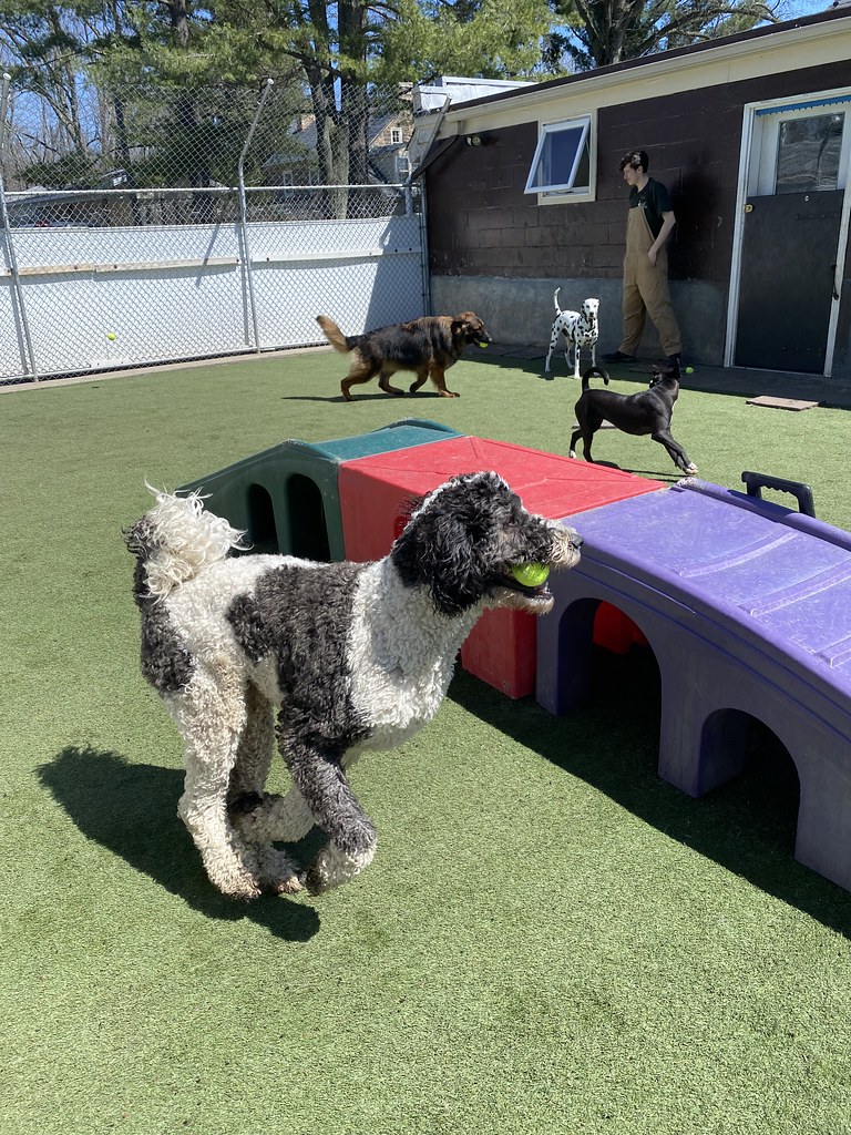 Untitled Holiday House Pet Resort and Training Center Flickr