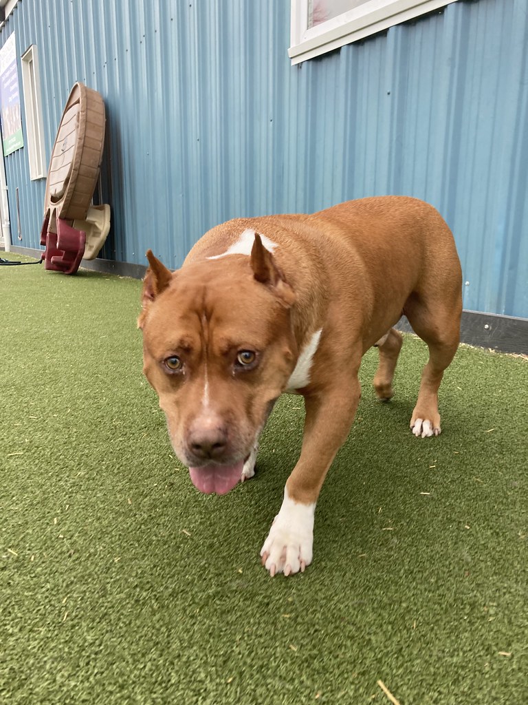 Untitled Greenlin Camp Hill Flickr