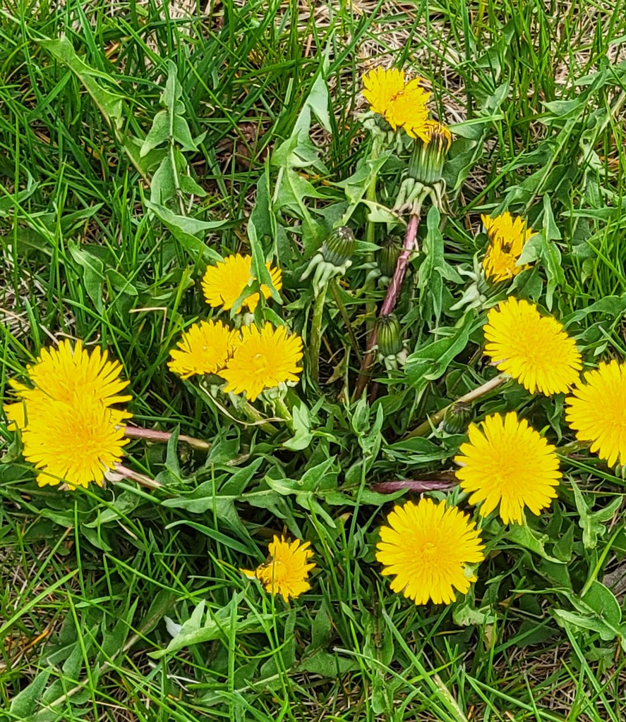 Patch of dandelion Mark Robinson Flickr