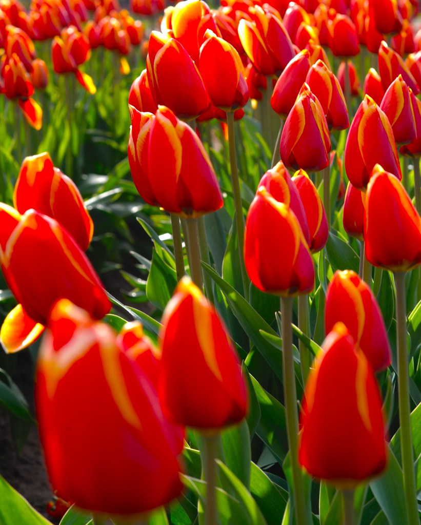 All At Once WOODLAND, WA. TULIP FEST 2022 Brad maples Flickr