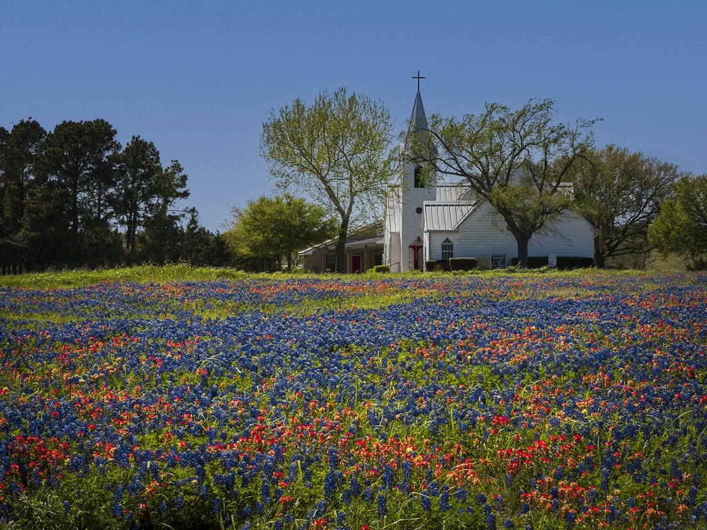 Spring bloom Texas Irina Muraviyova Flickr