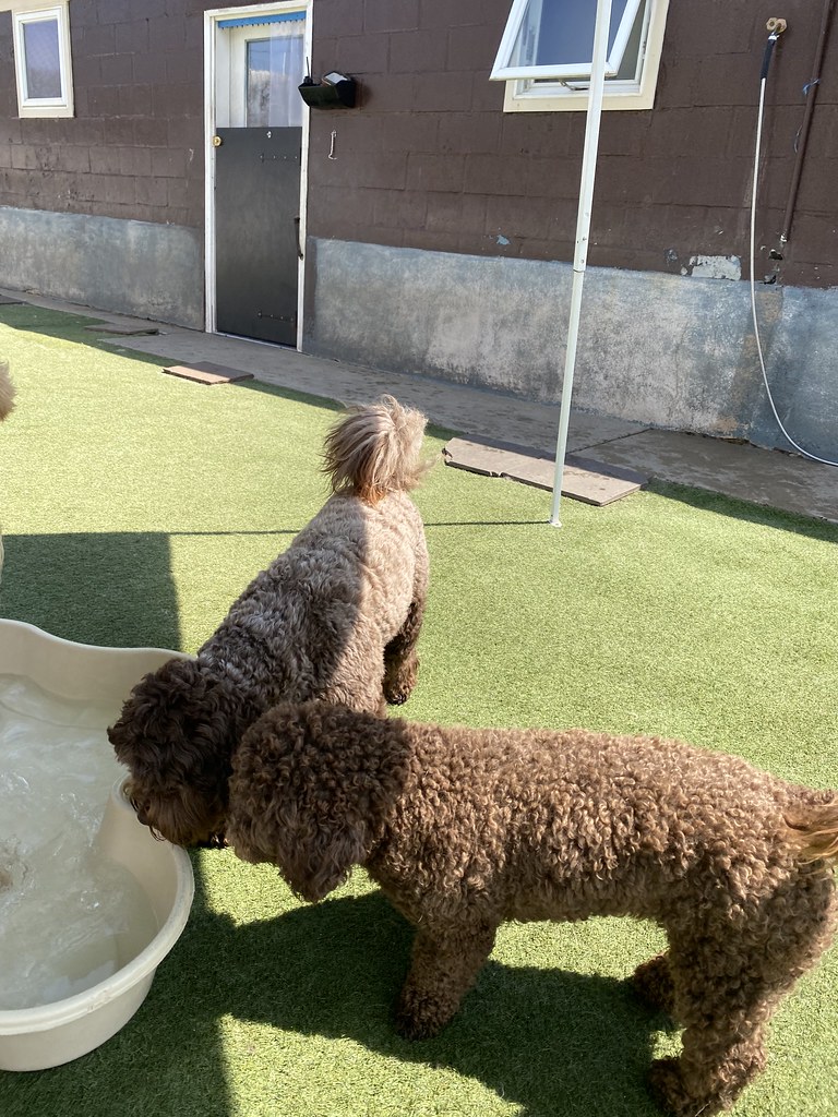 Untitled Holiday House Pet Resort and Training Center Flickr