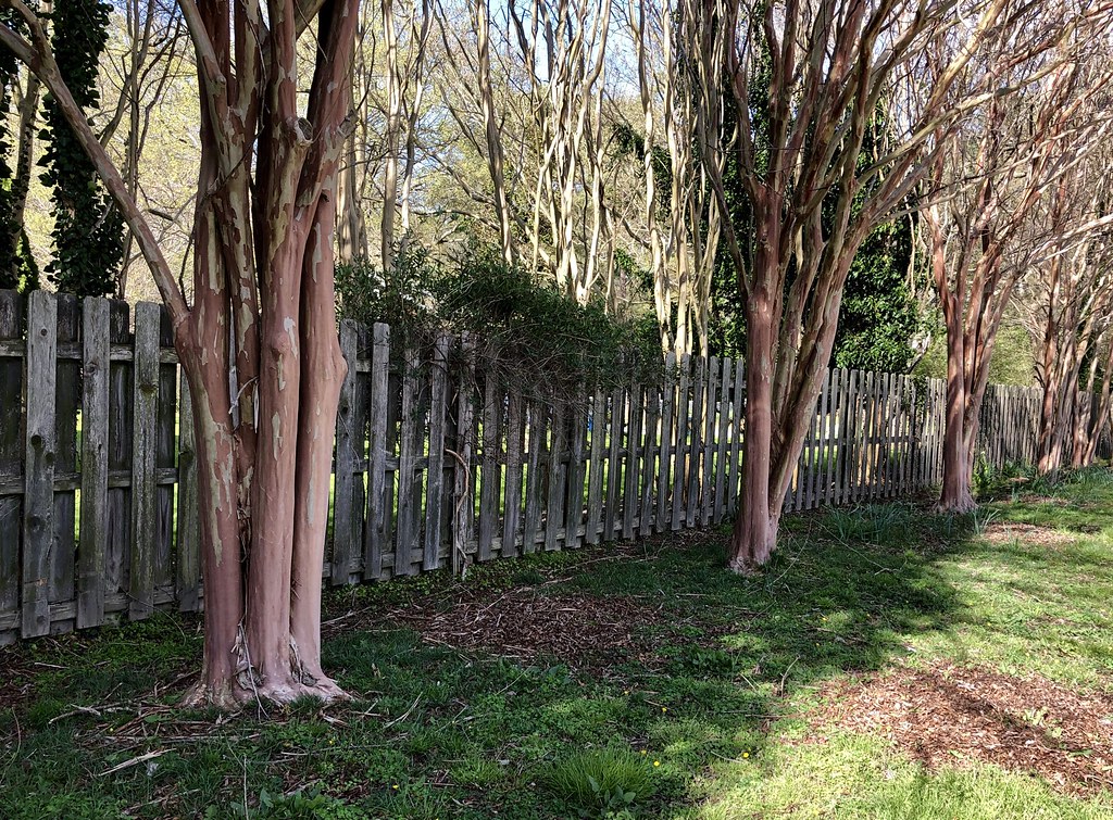 Bark HFF This variety of Crepe Myrtle tree has cinnamon … Flickr