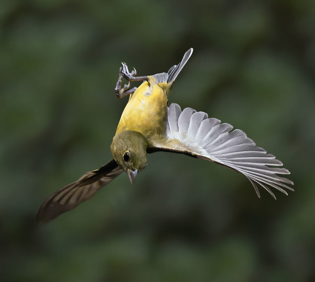Juvenile Painted Bunting flying upside down during a dive,… Flickr