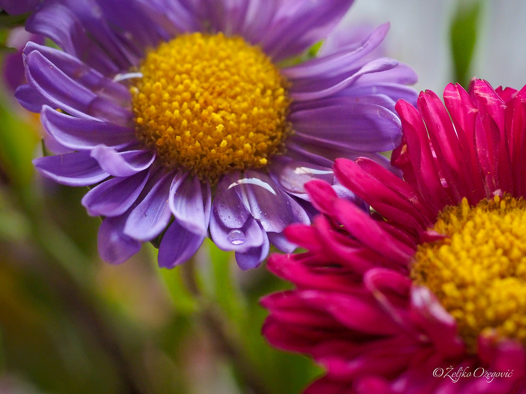 Garden Of Eden The Garden of Eden is the biblical earthly … Flickr