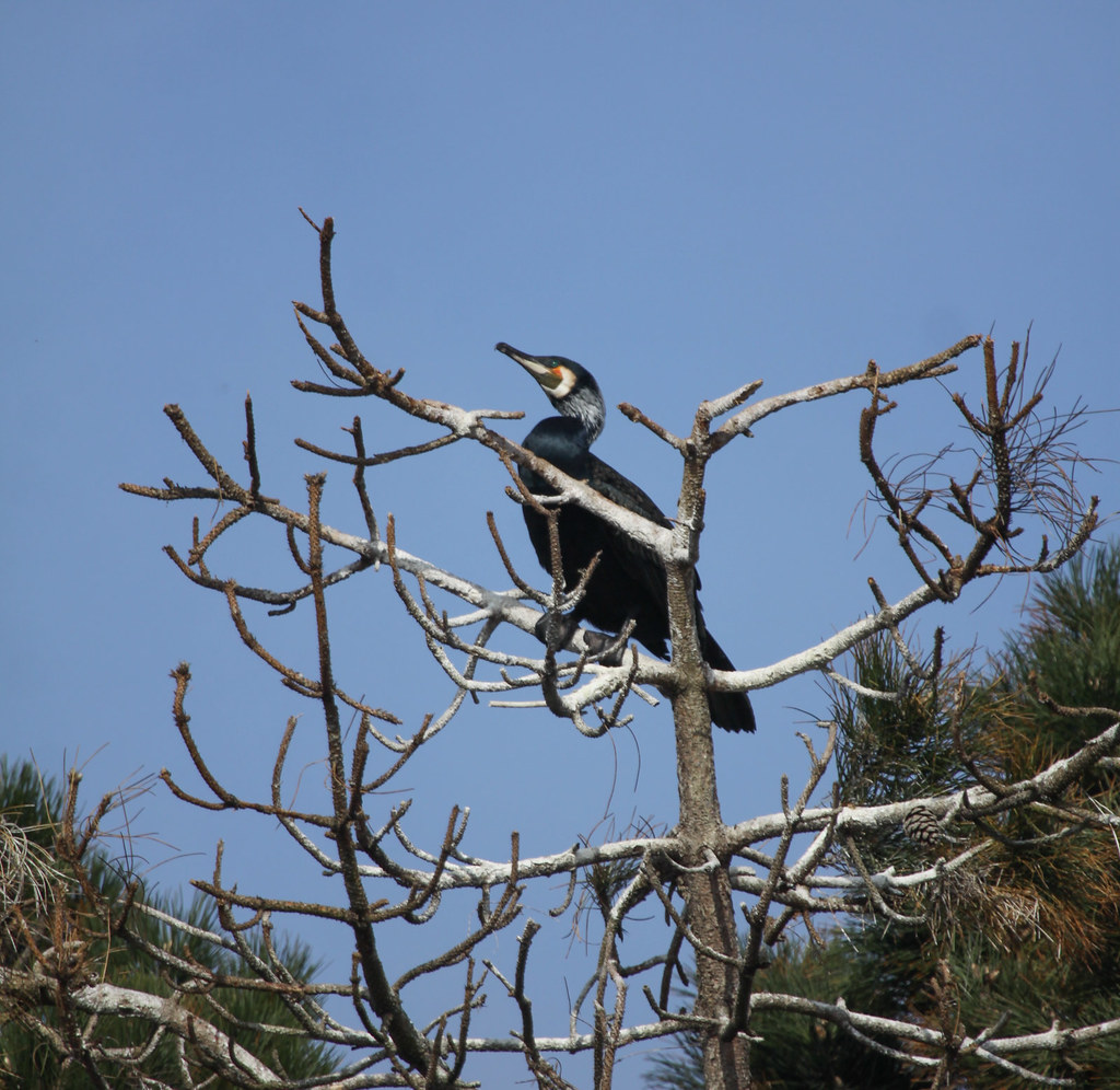 Pretty boy Cormorant in breeding plumage in Solleveld mediocre Flickr