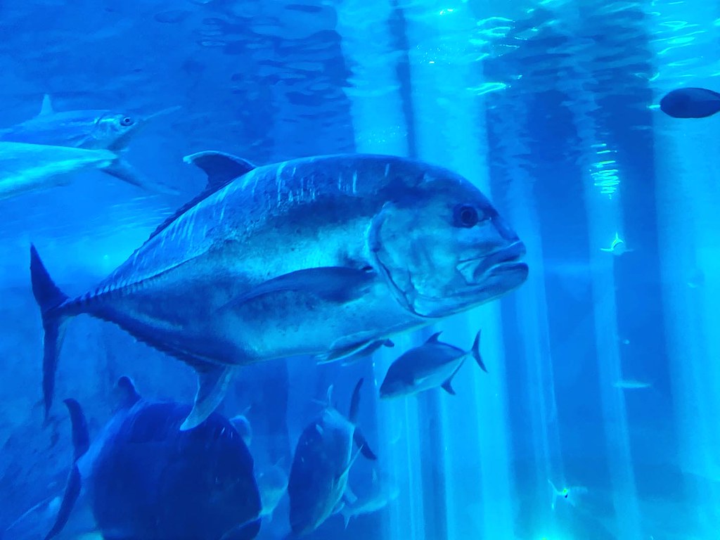 Maui 2022 Aquarium in Maui. John Hughel Flickr