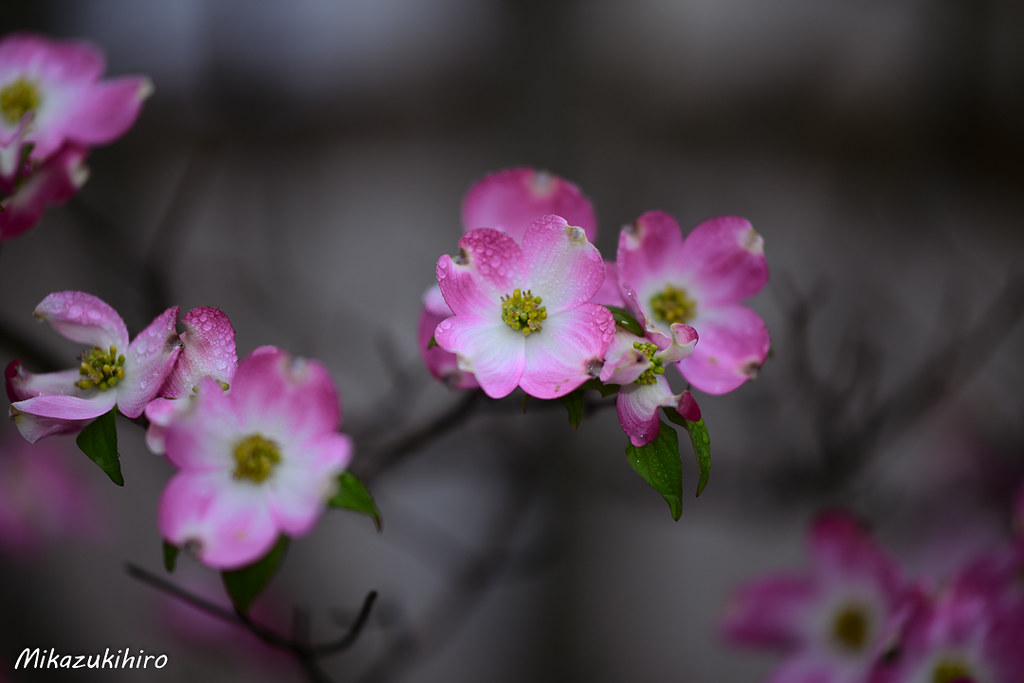 Hanamizuki_21097 mikazukihiro Flickr