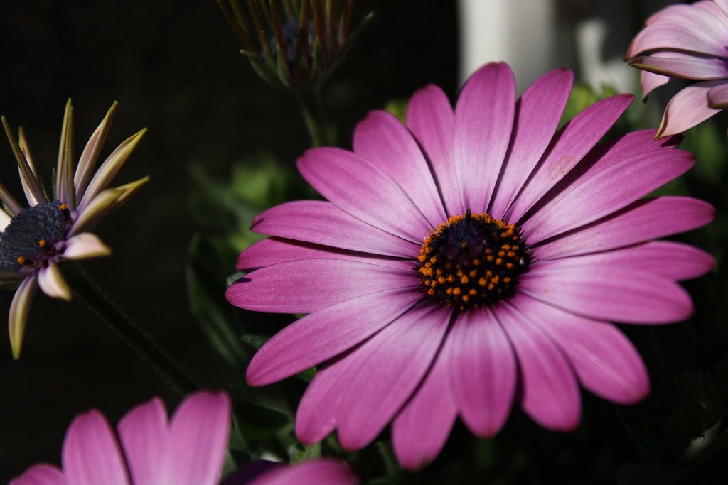 Sint Jansteen Door Ronnie van Waes, Sint Jansteen Bloemen … Flickr