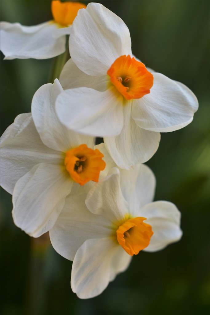 DSC_0003 (3) Karen Harrison Flickr