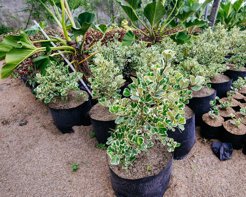 Guiginto, Bulacan plant gardens/ nurseries Black Saturday/… Flickr