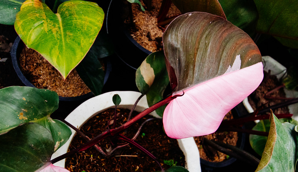 Guiginto, Bulacan plant gardens/ nurseries Black Saturday/… Flickr