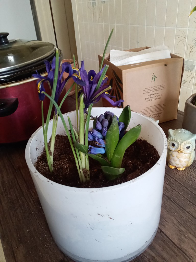 Easter Flowers 2022 Laysundra Savah Flickr