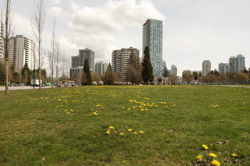 Dandelion time Central Park, Garden Village, Burnaby, Brit… Flickr