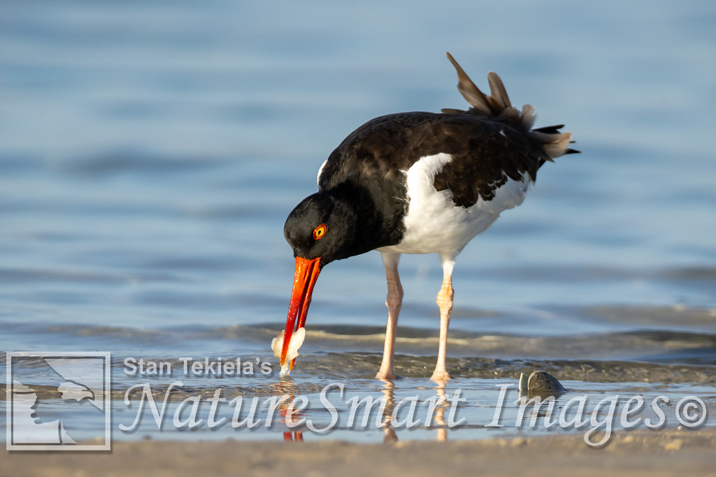 American Oystercatcher eating Tekiela TEK7684 American Oys… Flickr