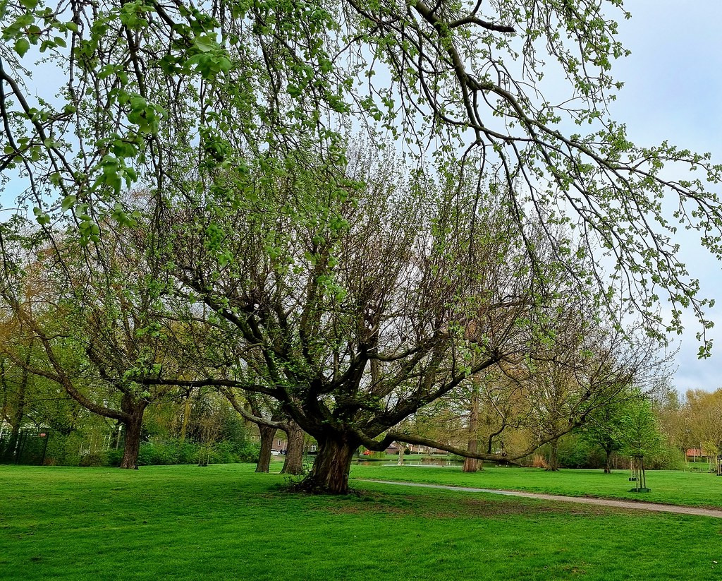 The Whomping Willow says "It's spring finally!" Looks a b… Flickr