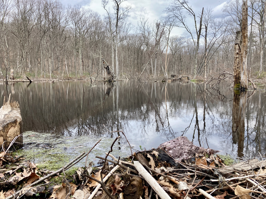 Beaver Dam 2 Dave NY Flickr