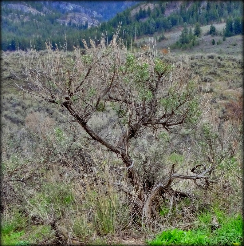 Willowbrook/Oliver Flickr